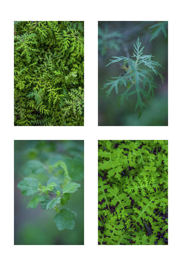 Collage - Sensitive to Green Photograph by Alexander Kunz