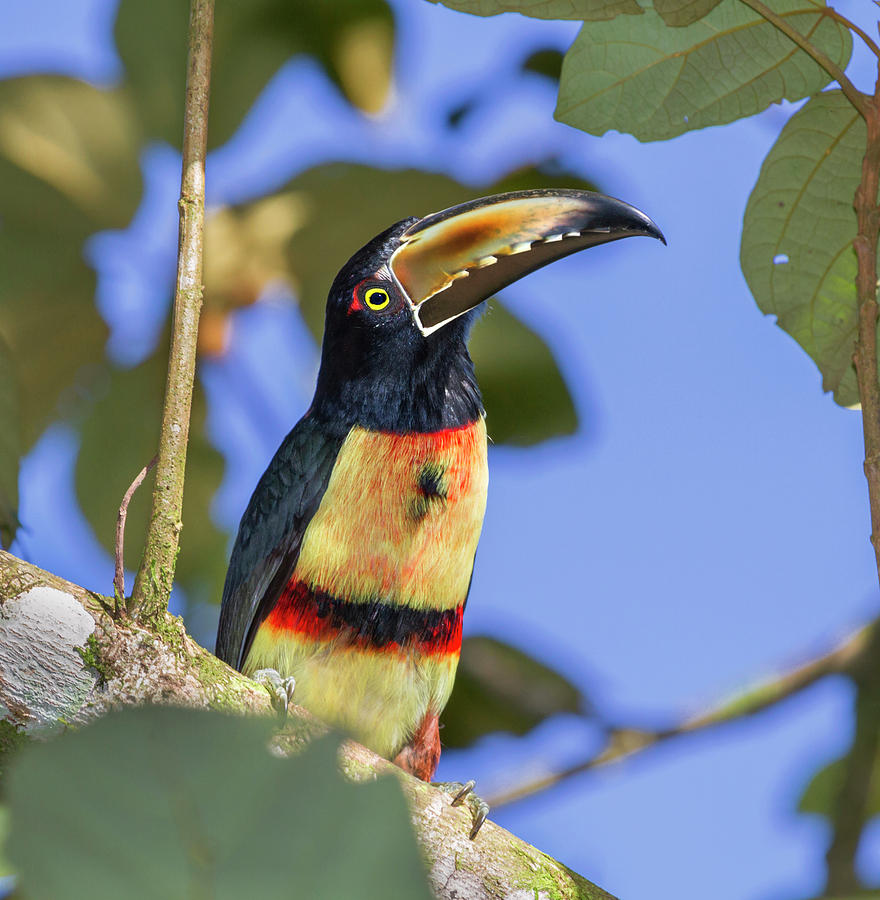 Collared Aracari by Ivan Kuzmin