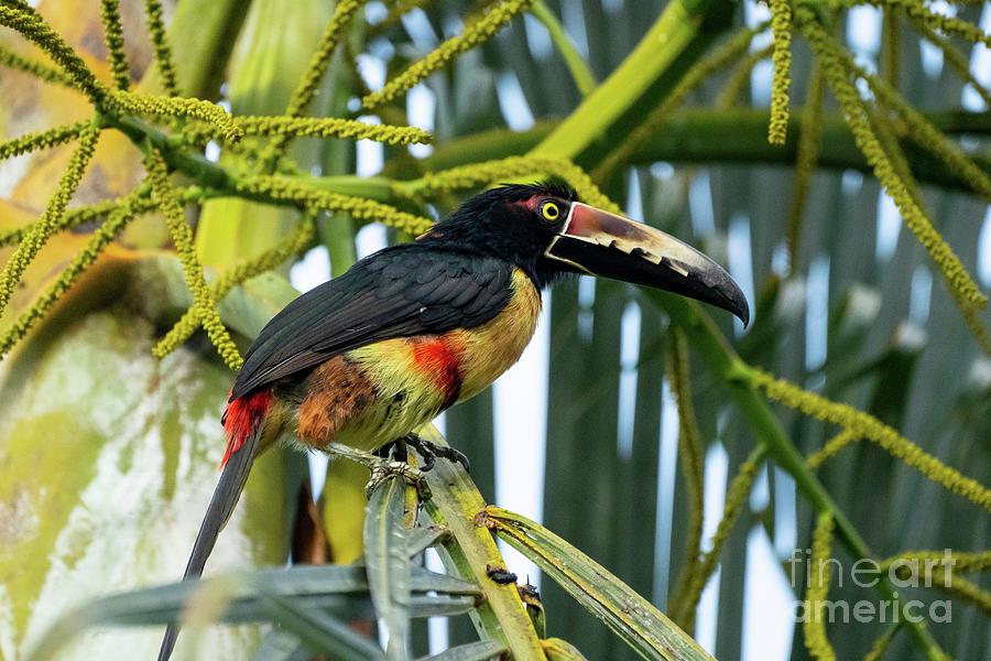 Collared Aracari by Science Photo Library