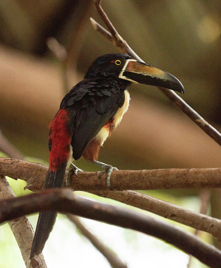 Collared Aracari Photograph by Sunman - Pixels