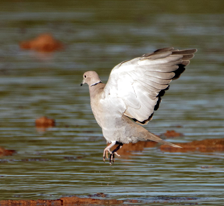 Collared Dove 0729-100919 Photograph by Tam Ryan