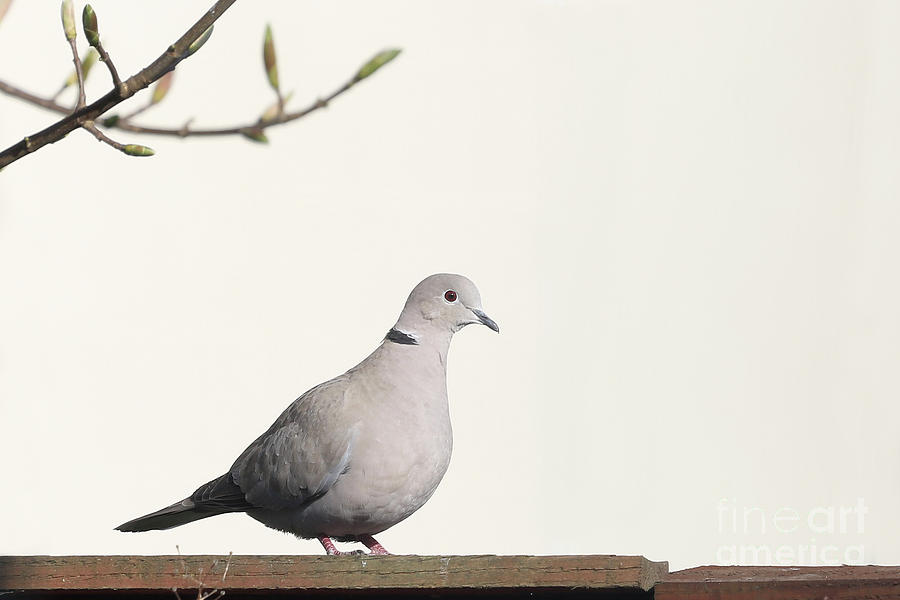 Collared Dove Photograph by Terri Waters