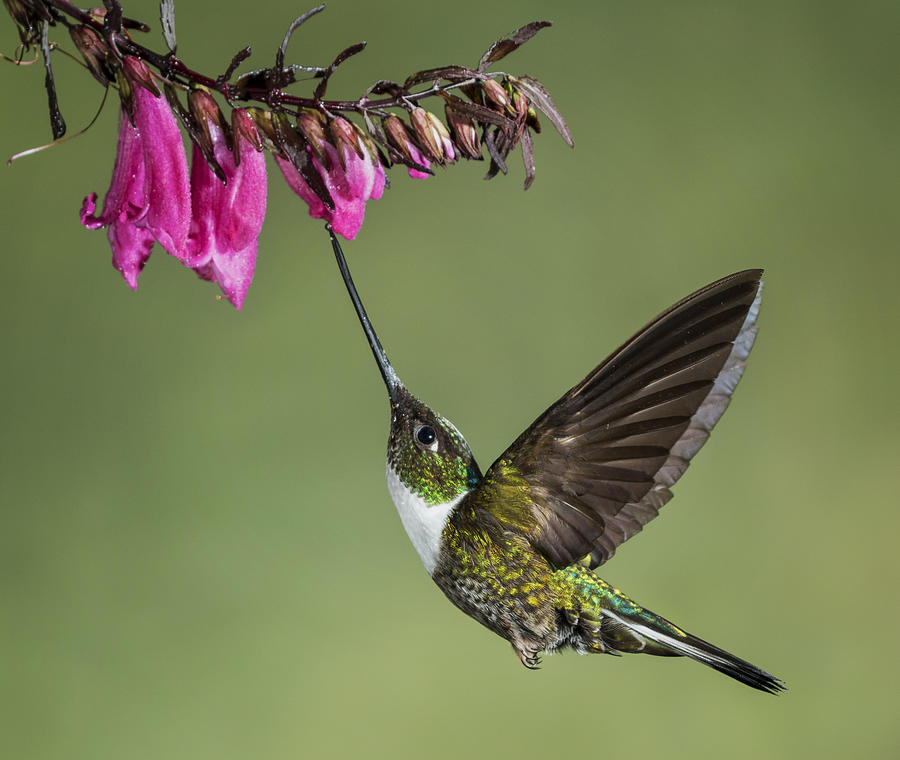Nature Photograph - Collared Inca Hummingbird Ll by Amy Marques