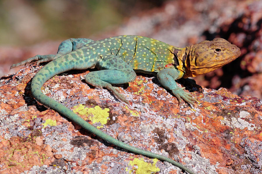 Collared Lizard 18 Photograph by Sherry Karr Adkins - Fine Art America