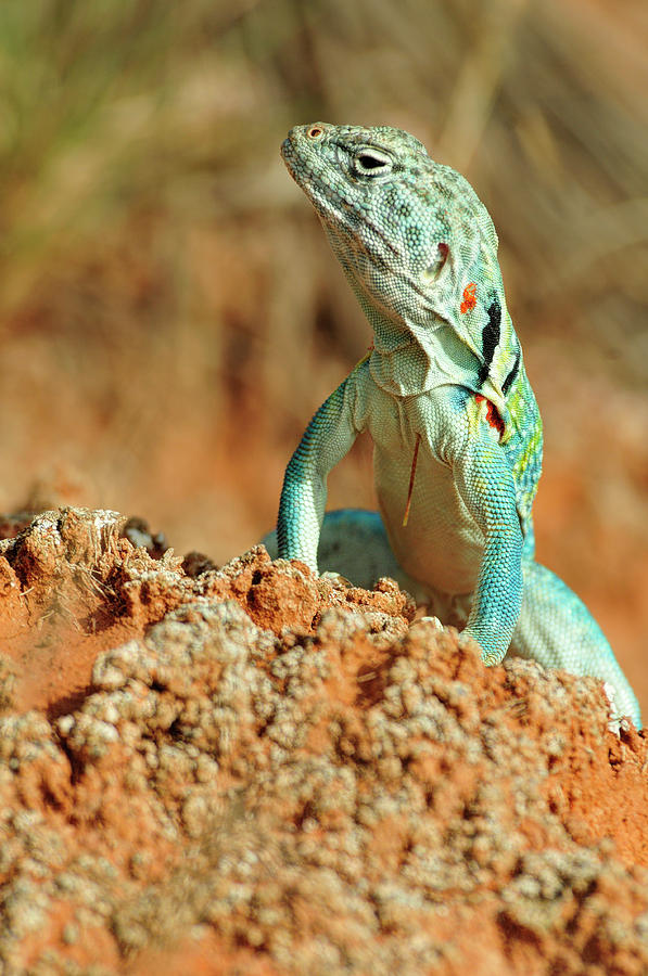 Collared Lizard 8 Photograph by Sherry Karr Adkins - Fine Art America