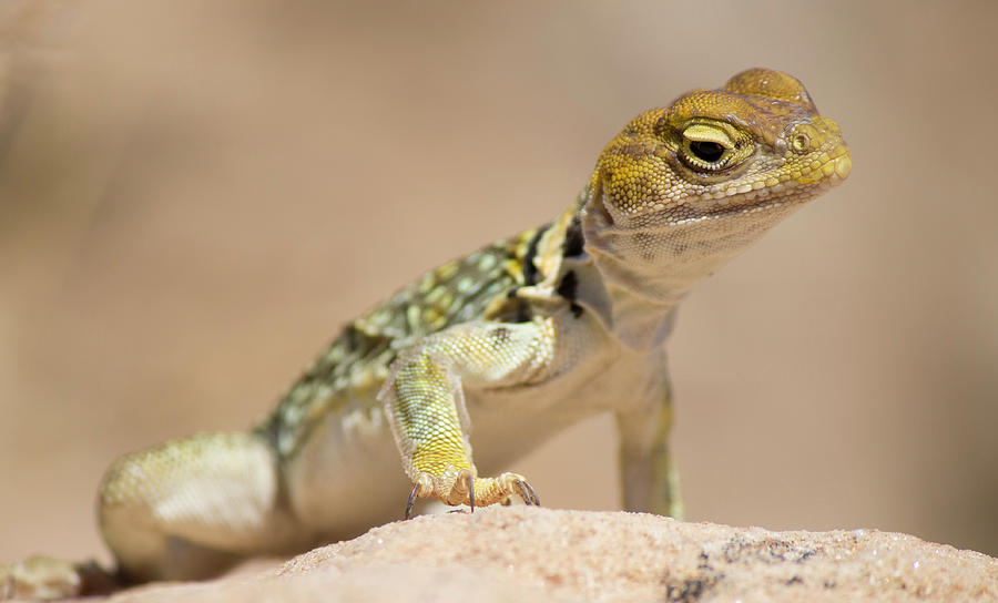 Collared Lizard in Hovenweep Photograph by Jonathan Thompson