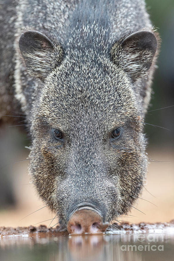 Collared Peccary Photograph by Dr P. Marazzi/science Photo Library ...