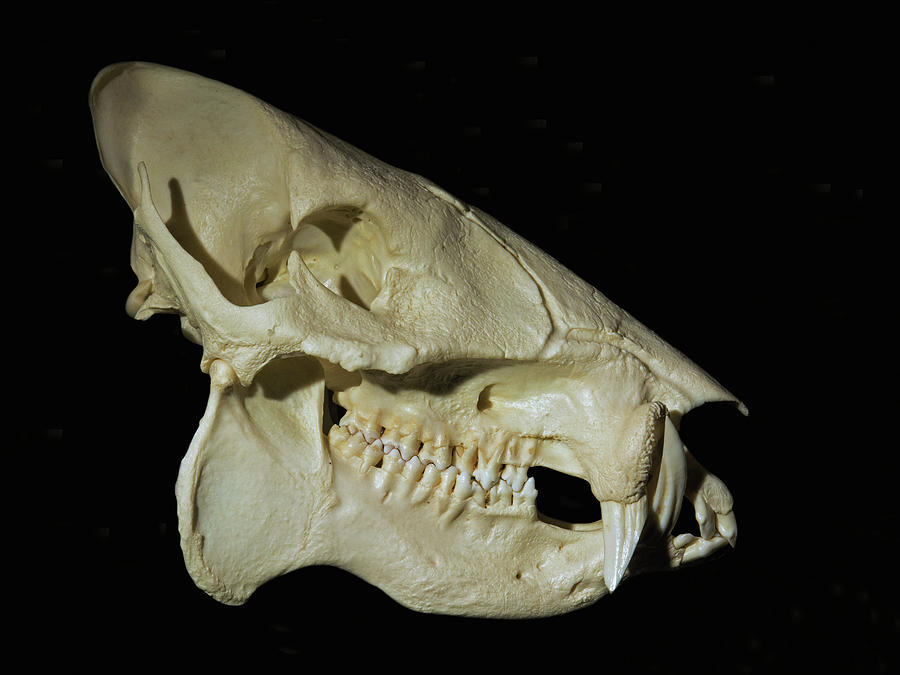 Collared Peccary Skull Photograph by Millard H. Sharp