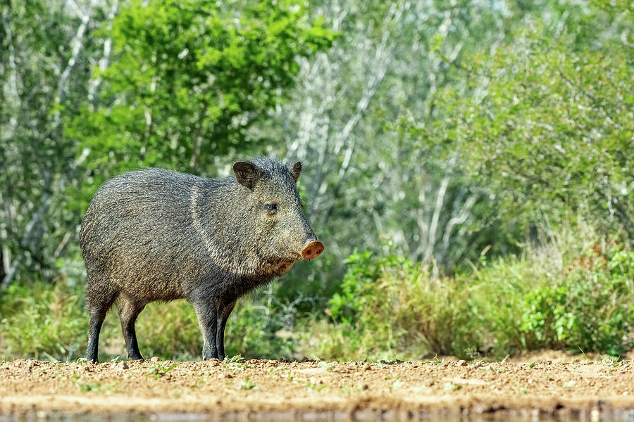 Collared Peccary Standing On Ponds Edge. Photograph by David Pike / Naturepl.com Collared Peccary Standing On Ponds Edge. Photograph by David Pike / Naturepl.com