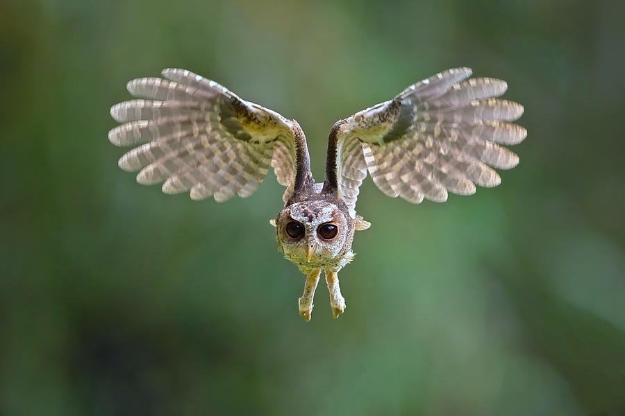 Collared Scops Owl Photograph by Gavin Lam - Fine Art America