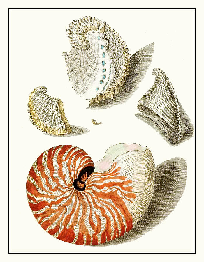 Collected Shells I Painting by Vision Studio