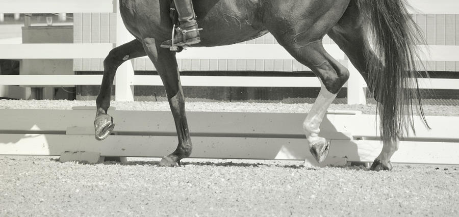 Collected Steps Photograph by Dressage Design