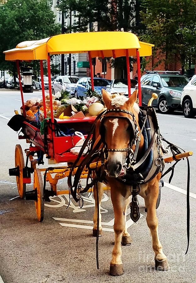Collectible Arabber Horse And Cart, Baltimore Photograph by Poets Eye