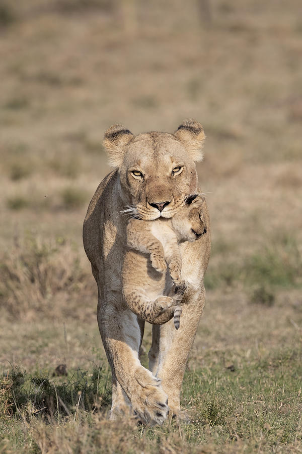 Lion Photograph - Collecting Strays by Louise Wolbers