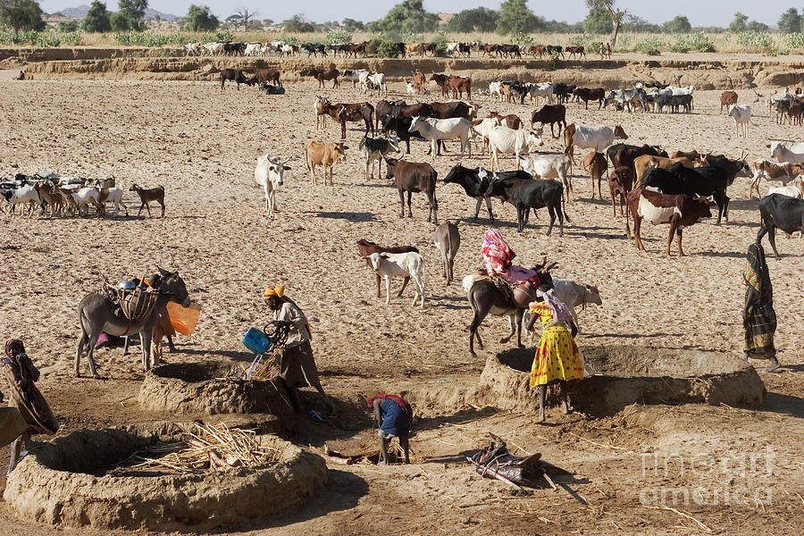 Collecting Water For Cattle Photograph by Peter Menzel/science Photo Library