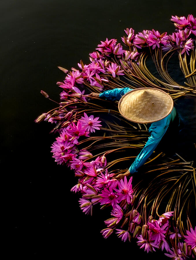 Collecting Water Lily Photograph by Riza Amrullah