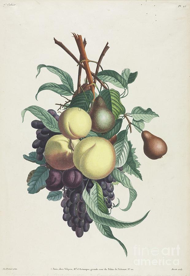 Collection Des Fleurs Et Des Fruits Drawing by Heritage Images