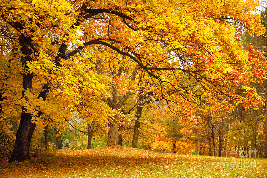 Fall Photograph - Collection Of Beautiful Colorful Autumn by Taiga Fall Photograph - Collection Of Beautiful Colorful Autumn by Taiga