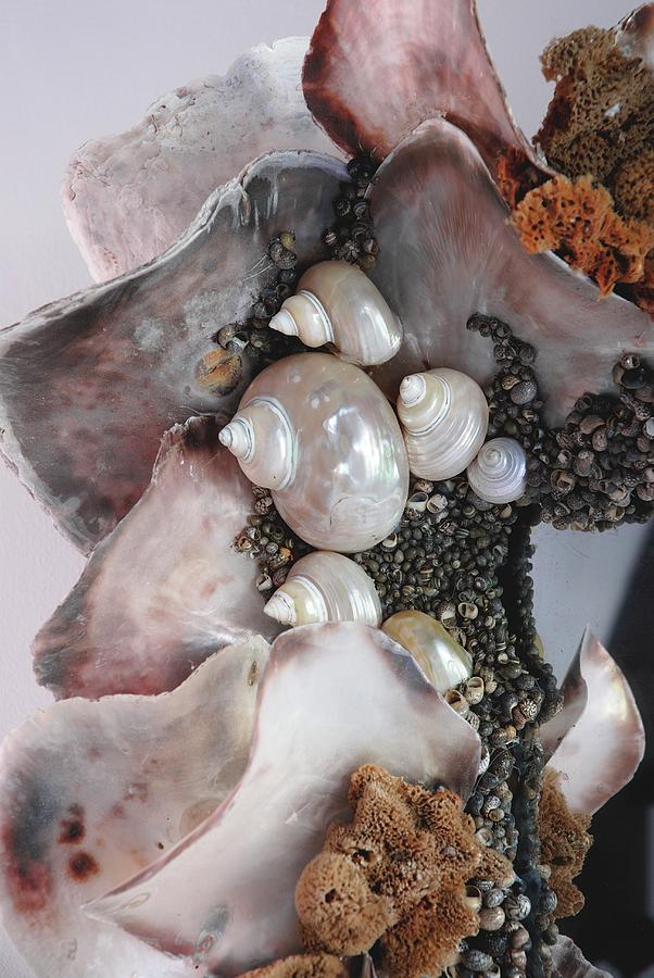 Collection Of Decorative Shells And Small Natural Sponges Photograph by Brbel Miebach