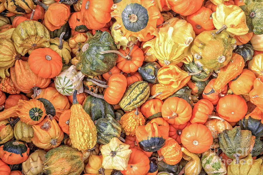 Fall Photograph - Collection of Decorative Squash by Edward Fielding