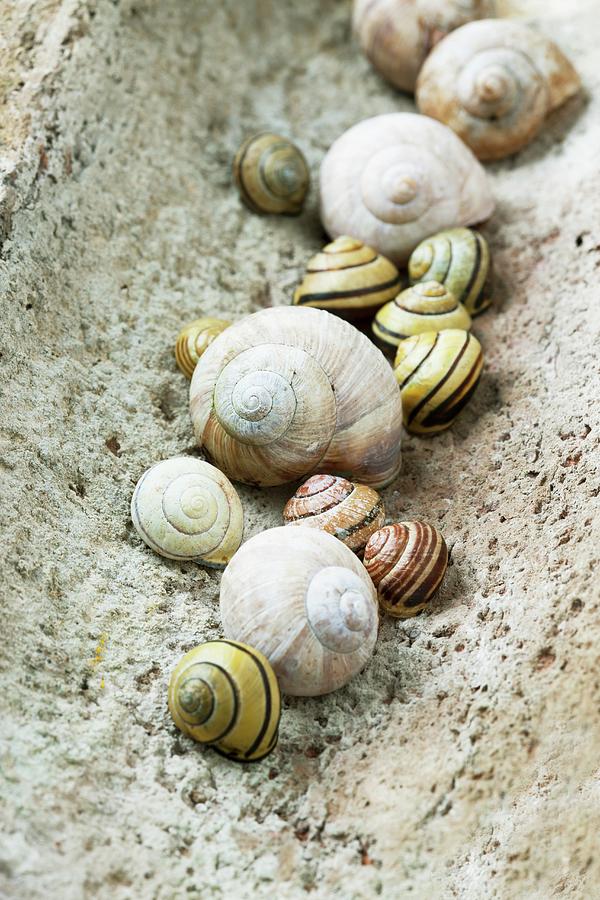 Collection Of Empty Roman Snail Shells And Banded Snail Shells In Old Piece Of Roof Tile Photograph by Sabine Lscher