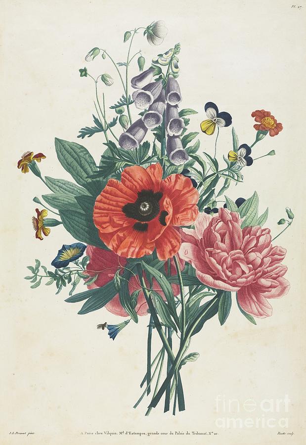 Collection Of Flowers And Fruits Drawing by Heritage Images