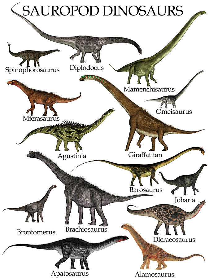 Collection Of Sauropod Dinosaurs Photograph by Elena Duvernay