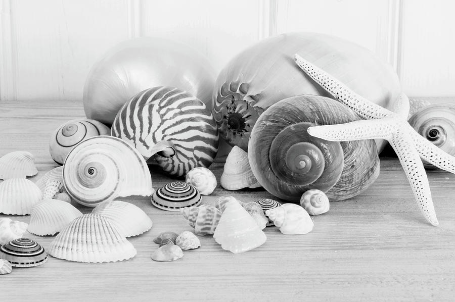 Shell Photograph - Collection Of Shells Bw by Tom Quartermaine