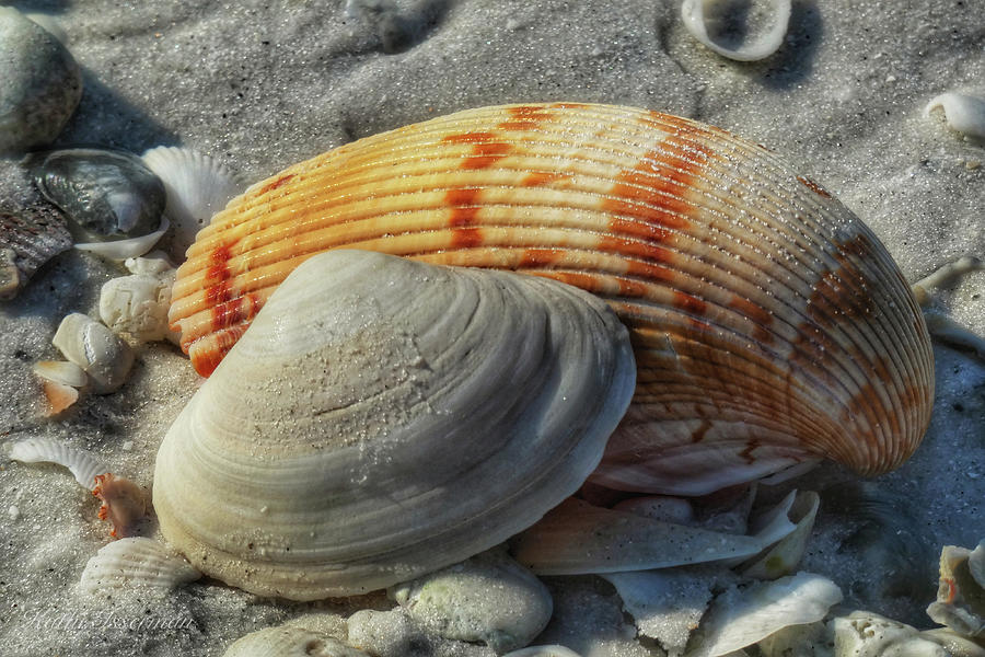 Collection of Shells I Photograph by Kathi Isserman