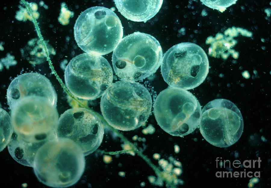 Collection Of Trout Eggs. Photograph by Steve Horrell/science Photo Library