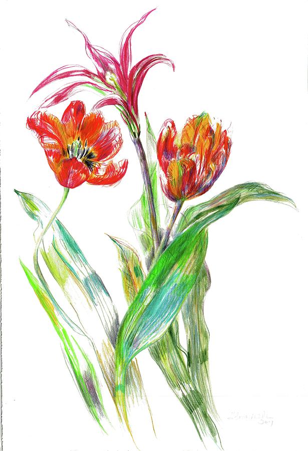 Collection of tulips Drawing by Gloria Newlan - Pixels