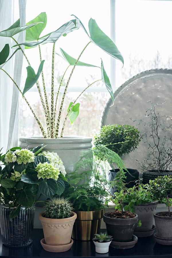 Collection Of Various Foliage Houseplants In Front Of Window Photograph by Cecilia Mller