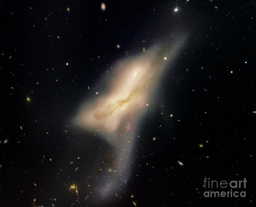 Interstellar Photograph - Colliding Galaxies Ngc 520 by Noao/aura/nsf/science Photo Library