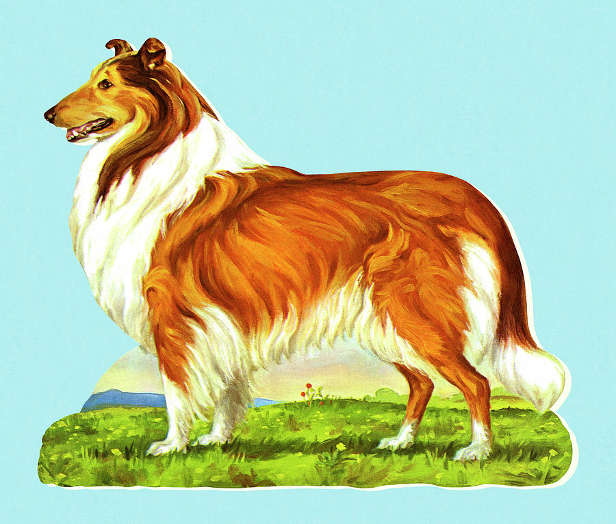 Vintage Drawing - Collie by CSA Images