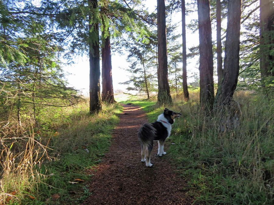 Collie in the Forest Photograph by Marie Jamieson