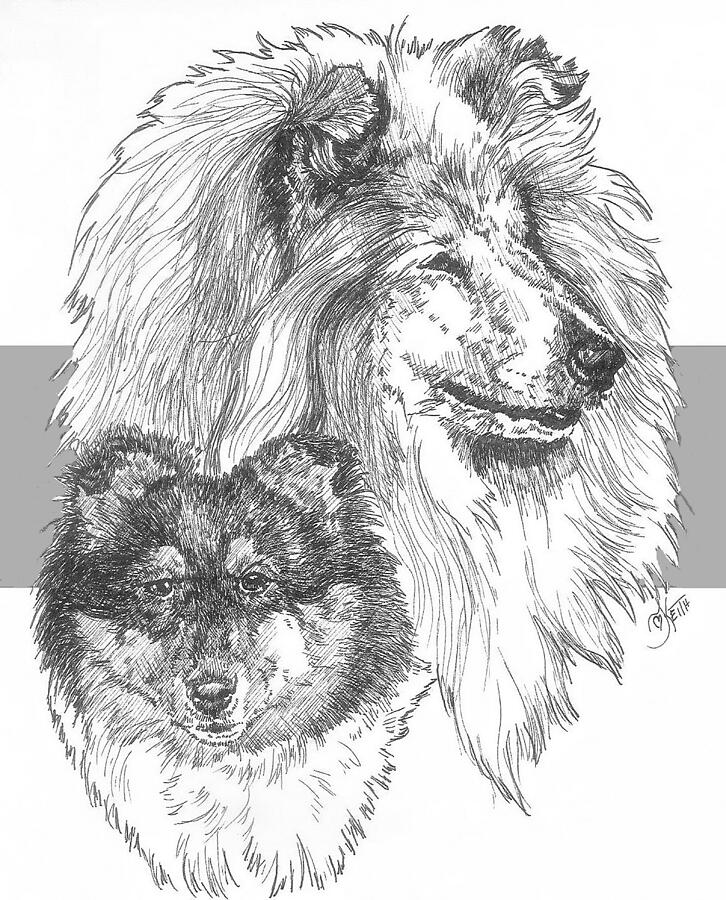 Collie - Rough Coat - and Pup Drawing by Barbara Keith