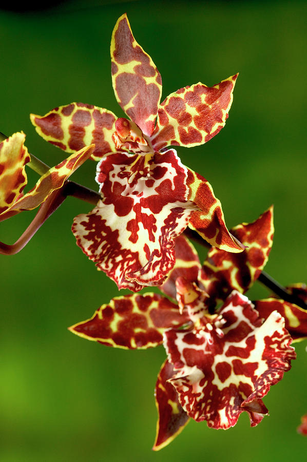 Colmanara Wildcat Orchid Photograph by C Squared Studios