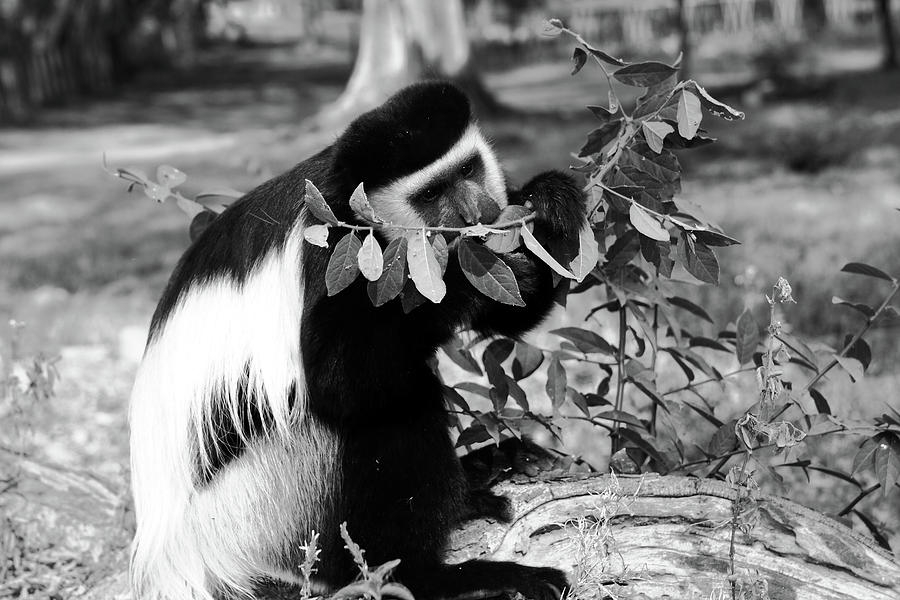 Colobus Monkey Feeding Photograph