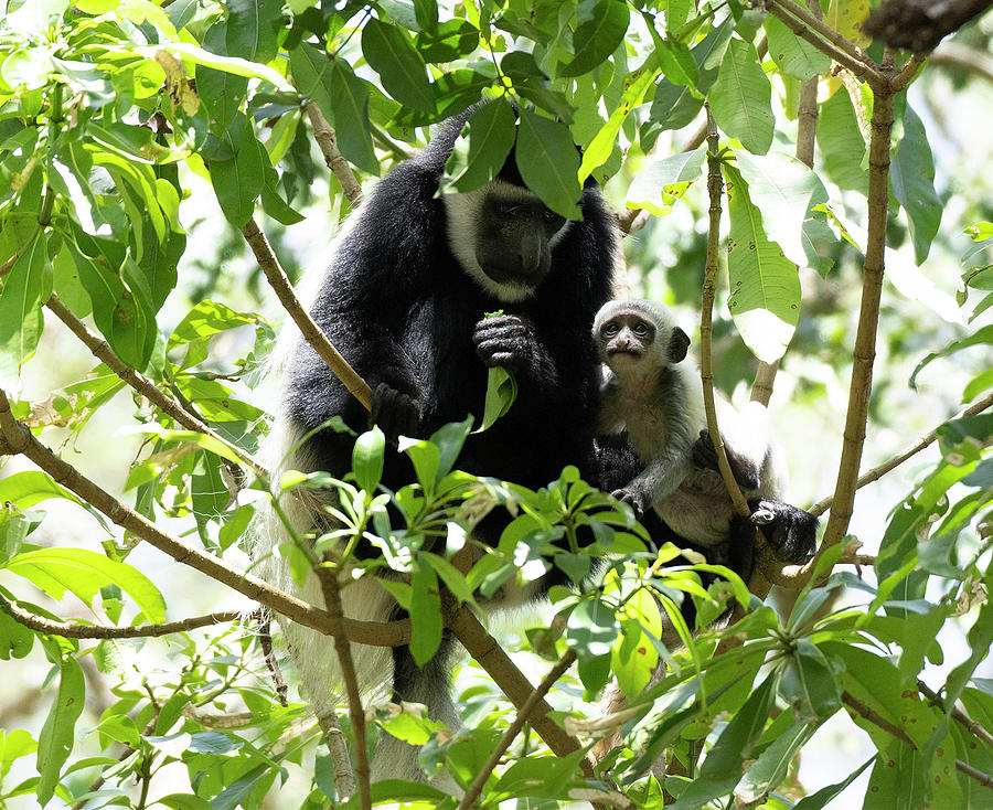 Colobus Monkey with baby Photograph by Patrick Nowotny