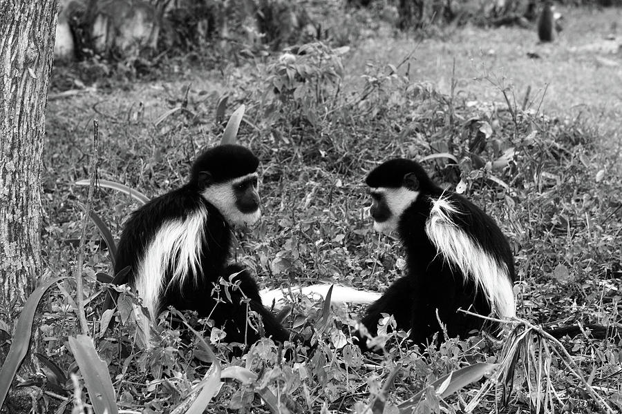 Colobus Monkeys At Play Photograph by Aidan Moran