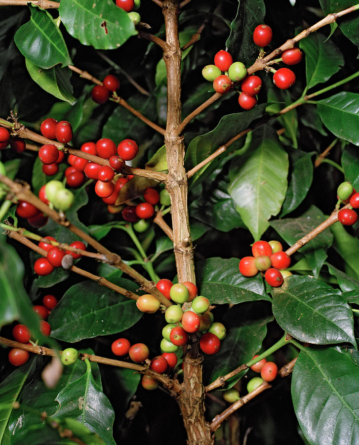 Colombia, Coffee Plant With Ripe And Photograph by Livia