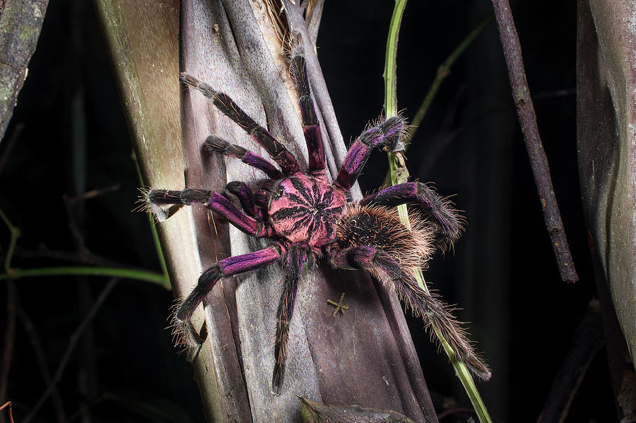 pink bloom tarantula