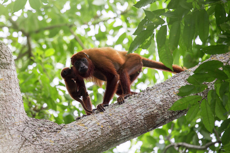 Colombian Red Howler Monkey Mother And Baby In Tree. Photograph by Suzi ...