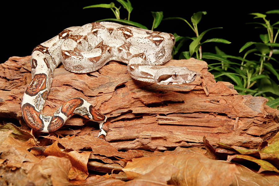 boa constrictor pictures