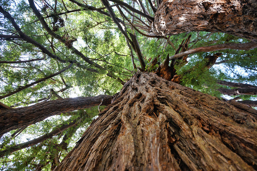 Colonel Armstrong Tree Photograph by Cathy P Jones - Fine Art America