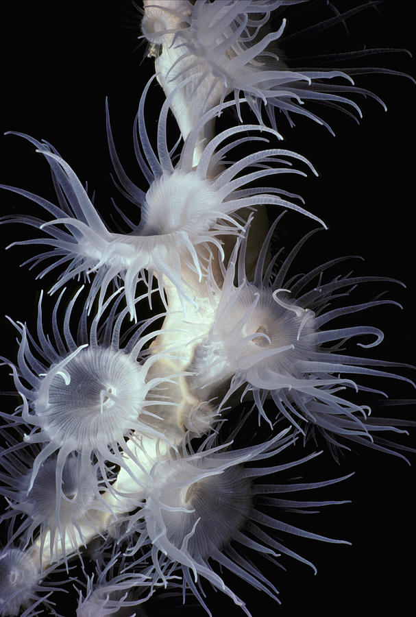 Colonial Anemones Nemanthus Annamensis Photograph by Jeff Rotman Colonial Anemones Nemanthus Annamensis Photograph by Jeff Rotman
