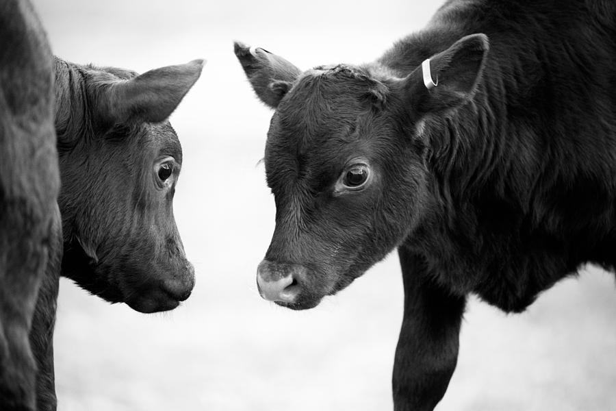Colonial Calves at Play Photograph by Rachel Morrison