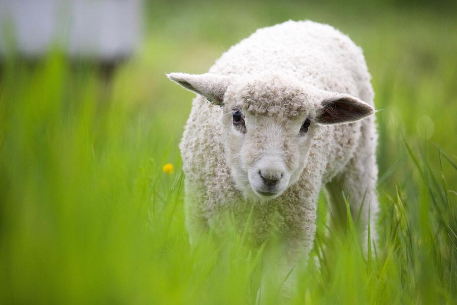 Colonial Lamb in Green Grass Photograph by Rachel Morrison