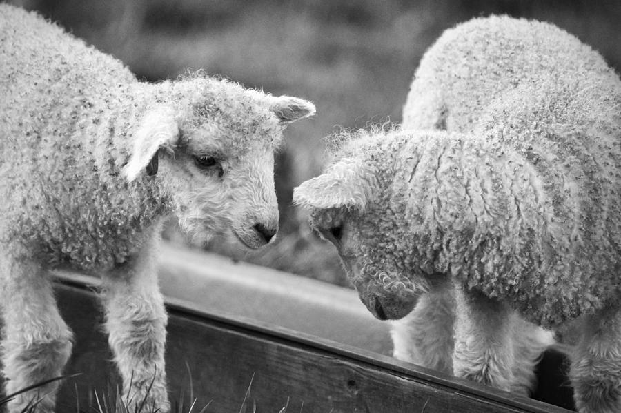 Colonial Lambs Playing in a Trough Photograph by Rachel Morrison