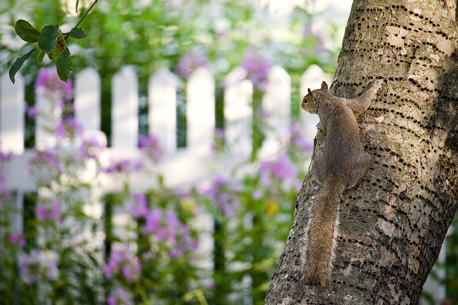 Colonial Squirrel in an Apple Tree Photograph by Rachel Morrison